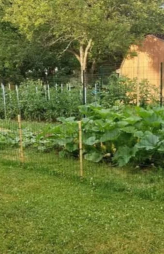 Our 2020 Garden