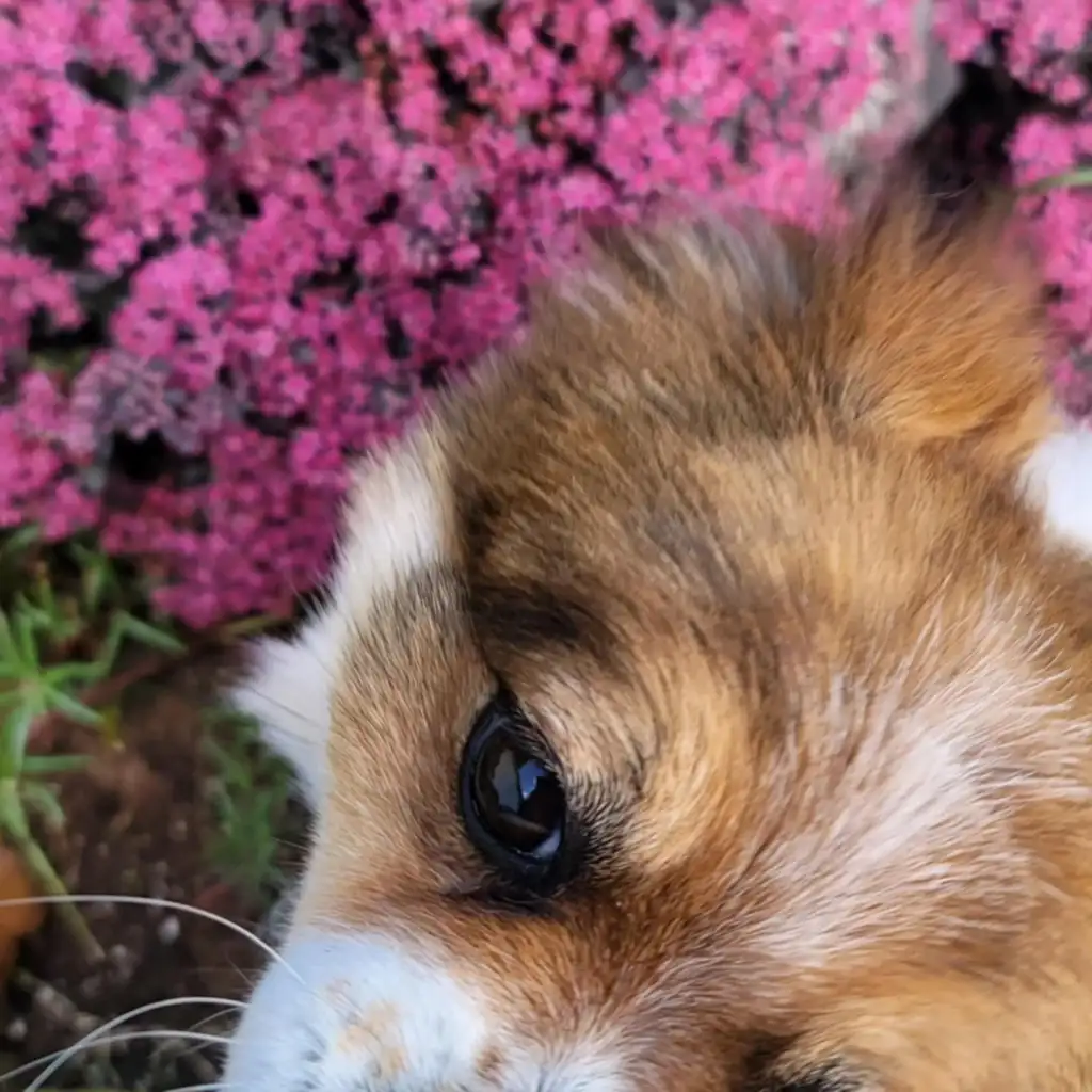 This is my late mother's fur baby, Gizzy.