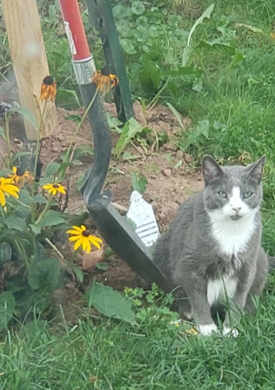 Our kitty, Turk!